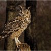 Long Eared Owl by Judy Bailey